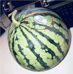 网红吃瓜768,揭秘娱乐圈幕后真相